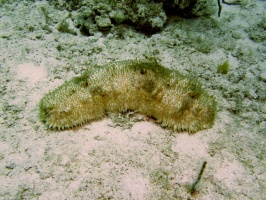 58 Furry Sea Cucumber IMG 3530